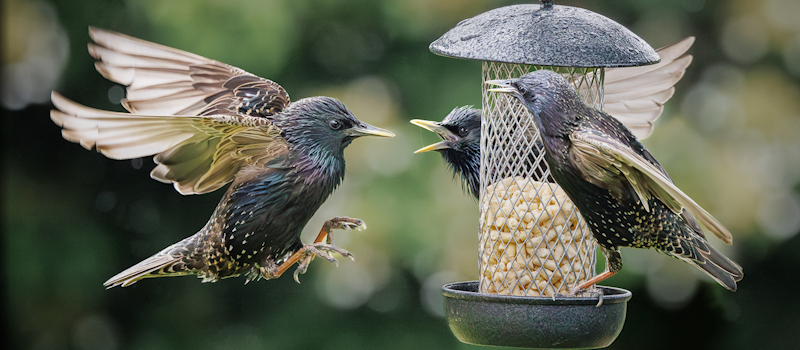 Picture: Mark Russell-Three is a Crowd
